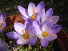 Crocus speciosus 'Conqueror' 4.JPG