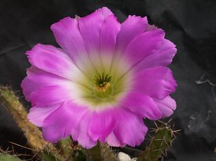 Echinocereus pentalophus procumbens.JPG