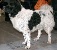 Fryzyjski pies wodny u68.jpg