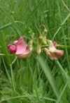 Lathyrus sylvestris1.jpg