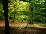 Laubwald-am-Teufelssee-bei-Thelkow-19-09-2008-028.jpg