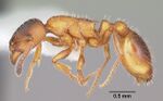 Leptothorax acervorum casent0104845 profile 1.jpg