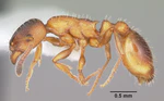 Leptothorax acervorum casent0104845 profile 1.jpg