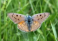 Lycaena alciphron.jpg