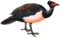 Maleo bird white background.PNG