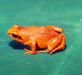 Mantella milotympanum01.jpg