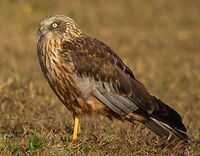 Marsh Harrier Male (cropped).jpg
