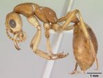 Nothomyrmecia macrops casent0172002 profile 1.jpg