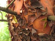 Pacific Madrone Arbutus menziesii Peeling tree bark2.jpg
