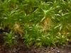 Physcomitrella.jpg