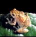 Platypelis barbouri.jpg