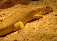 Schneider's skink-Novoeumeces schneideri.jpg