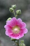 Stockrose 2006 07 4.JPG