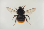 Tjuvhumle (Bombus wurflenii).jpg