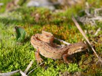 Triturus vulgaris maennchen.jpeg
