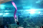 Undersea Mermaid.jpg