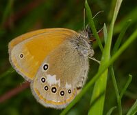 2013.07.01-06-Wustrow-Neu Drosedow-Rotbraunes Wiesenvoegelchen-Weibchen.jpg