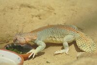 2018-05-31 AT Wien 13 Hietzing, Wüstenhaus, Uromastyx thomasi (48690412362).jpg