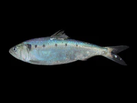 Alosa fallax.jpg