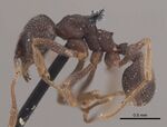 CASENT0919617 Mycetophylax conformis.jpg