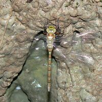 Caliaeschna microstigma.jpg
