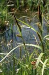 CarexRiparia1.jpg