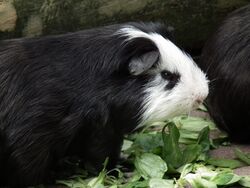 Cavia porcellus mit Feldsalat.JPG
