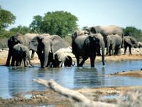 Elephants Etosha Namibia(1).jpg