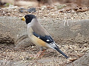 Eophona migratoria.jpg