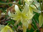 Erythronium californicum 2.jpg