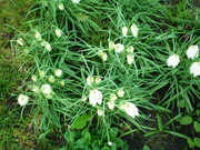 Fritillaria meleagris001.JPG