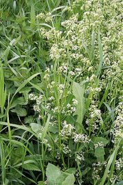Galium mollugo.jpg