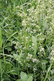 Galium mollugo.jpg
