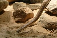 Große Sandboa (Eryx tataricus).JPG