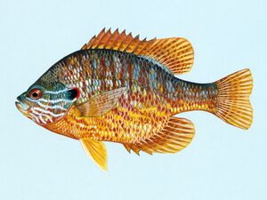 Lepomis gibbosus U S Fish and Wildlife Service.jpg