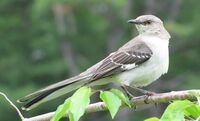 Mimus polyglottos adult 01 cropped.jpg