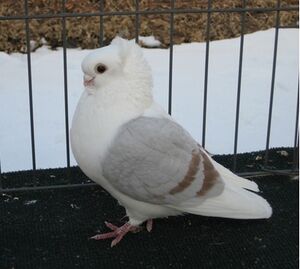 Old German Owl Champ.jpg
