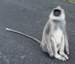 PeterMaas-India-MudumalaiNationalPark-Langur1.jpg