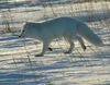 Polarfuchs 1 2004-11-17.jpg