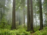 Redwood National Park, fog in the forest.jpg