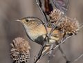 Sedge Wren (31204304001).jpg