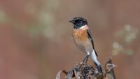 Siberian stonechat Male.jpg