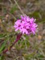 Lychnis alpina