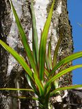 Starr 061231-3049 Dracaena marginata.jpg