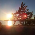 Windswept pine on Georgian Bay.jpg