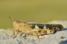 Aiolopus sterpens female (7973670734).jpg