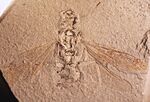 Camponotites silvestris GZG-W14552B queen.jpg
