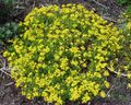 Cineraria geifolia 28092003 Afrique du sud.jpg