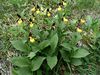 Cypripedium calceolus 03-06.jpg