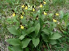 Cypripedium calceolus 03-06.jpg